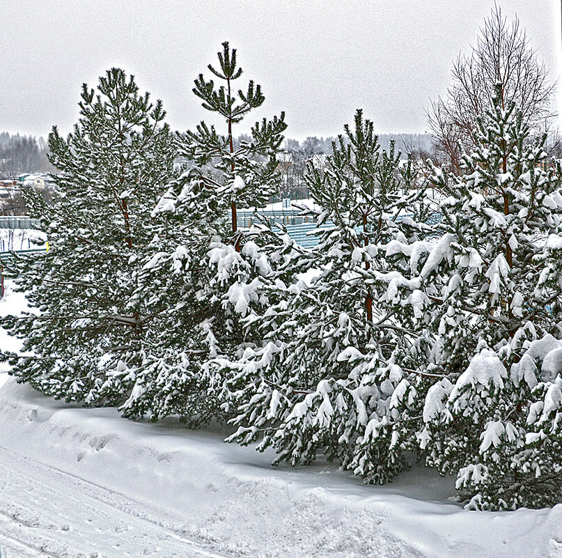 Снежный январь - Светлана 