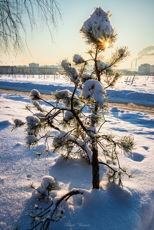 *** - Игорь Чичиль