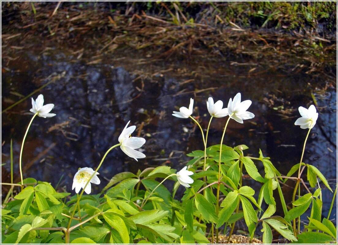 Весенний этюд. - Лия ☼