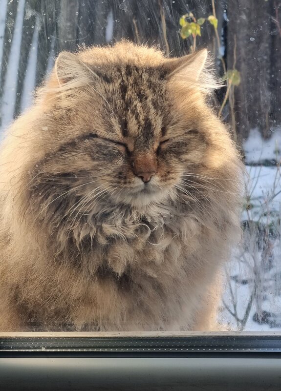 Вздремнулось... - Наталья Вздремнулось... - Наталья