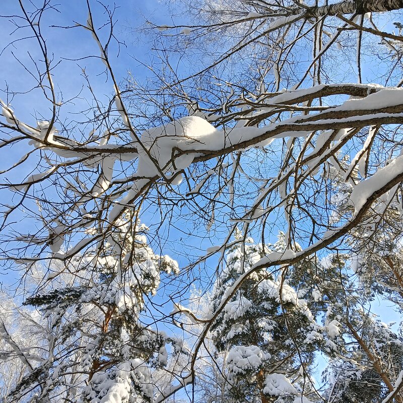 верхушка деревьев - Владимир верхушка деревьев - Владимир