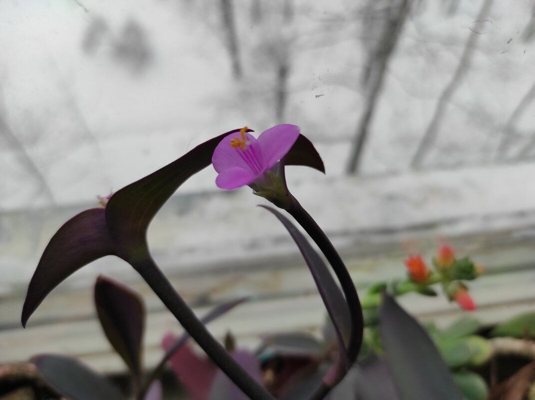 Традесканция - Игорь Ч.