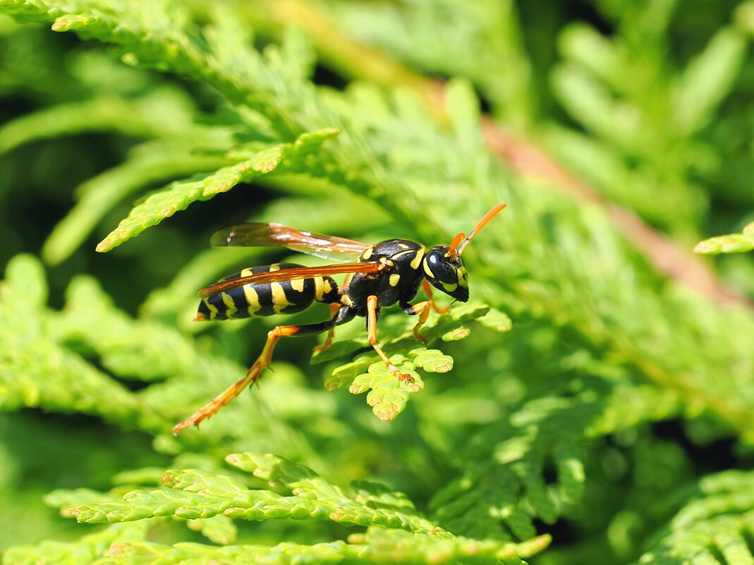 Просто оса - Евгений Седов