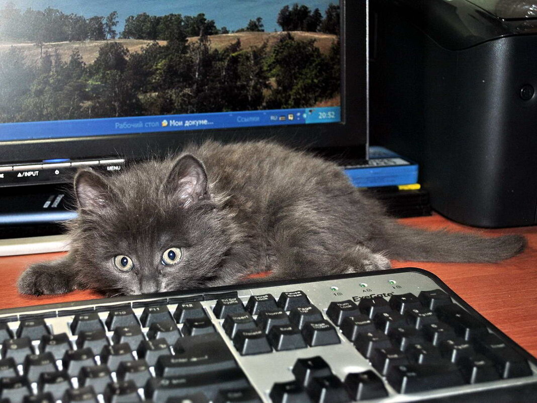 Игрок. - Алексей Бубнов