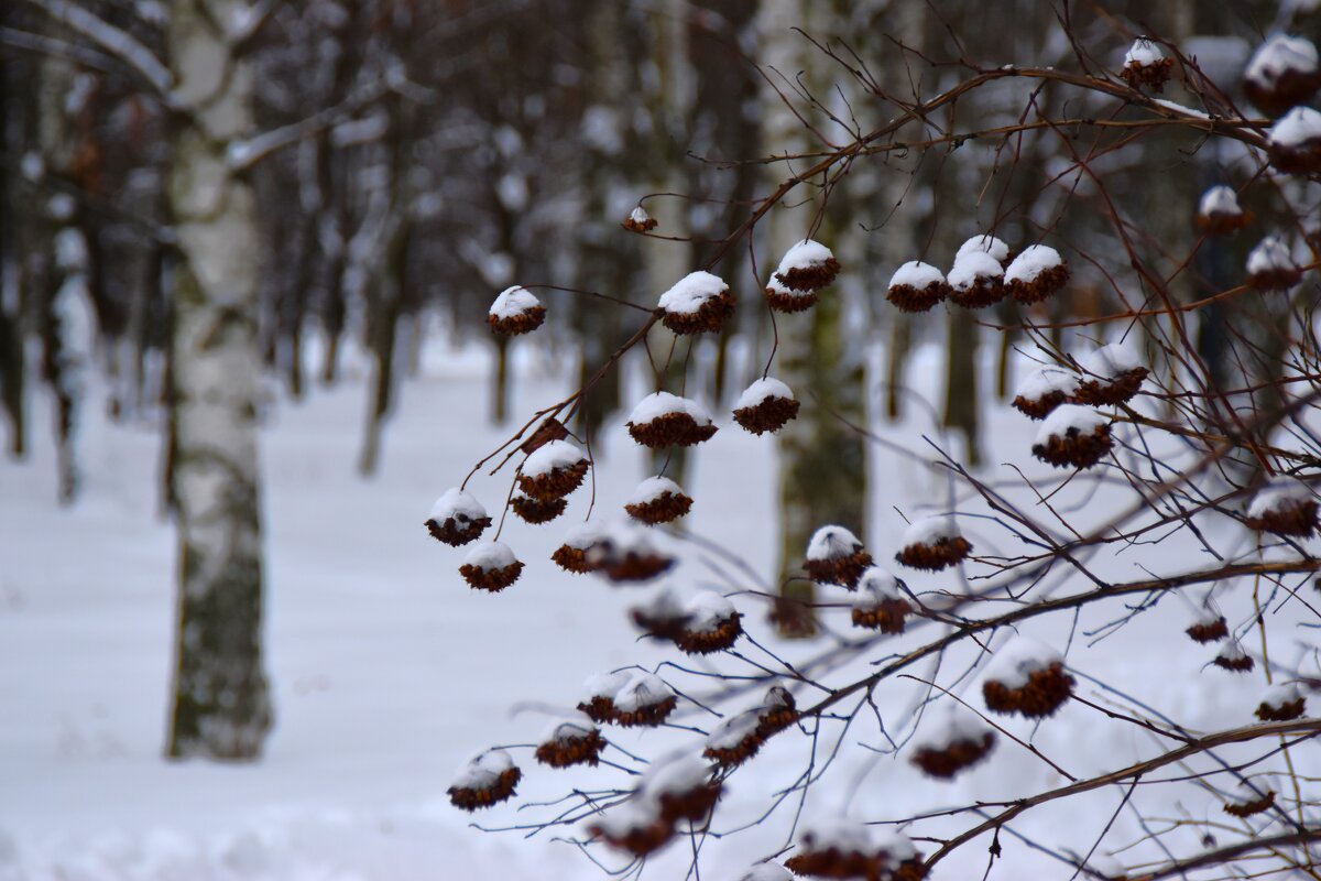 В парке - Наталья Вязигина