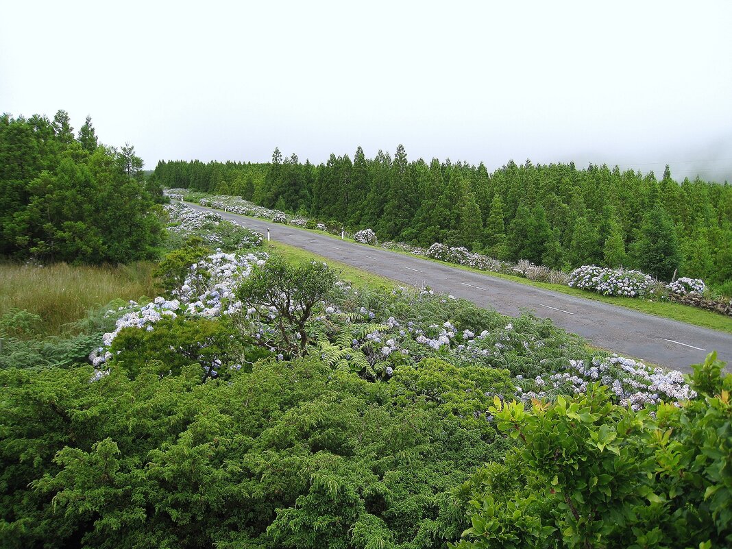 На острове Фаял, Азорские острова, Португалия. - unix (Илья Утропов)