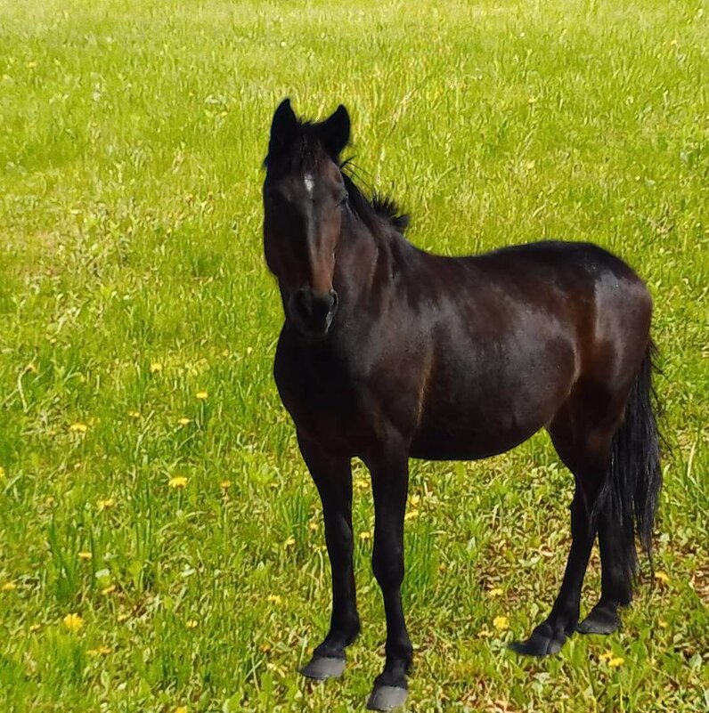 На зелёном поле - Елена Сухорученкова