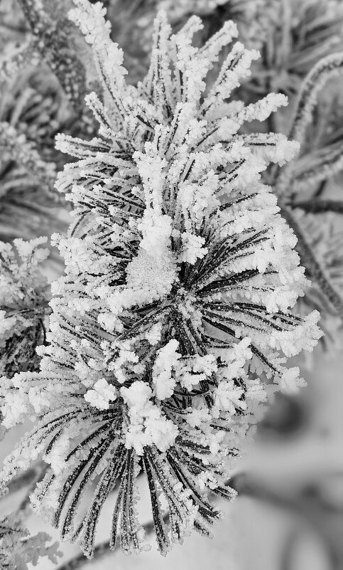 Зима в Калининграде - Михаил Свиденцов