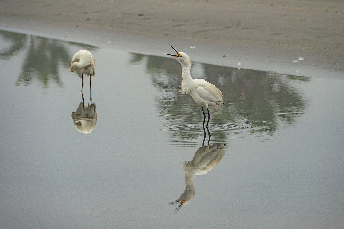 Перуанская авифауна в кадре - Svetlana Galvez