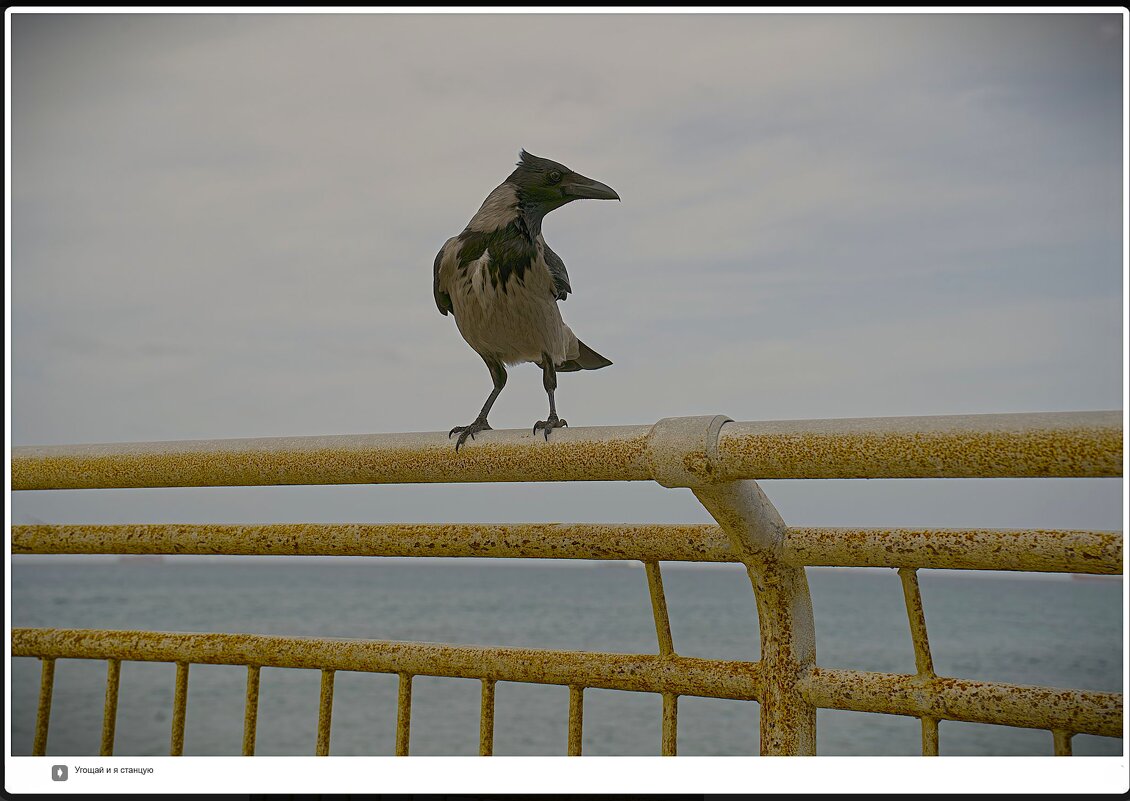 Израиль * Хайфа* Бат Галим. Угощай и я станцую  27.1.2026г - ujgcvbif 