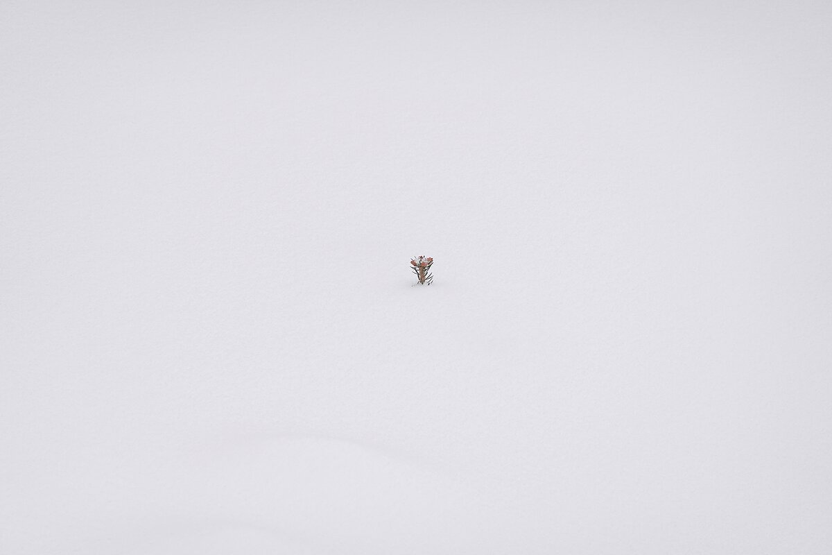 По самую макушку снегом занесло - Валерий Иванович По самую макушку снегом занесло - Валерий Иванович