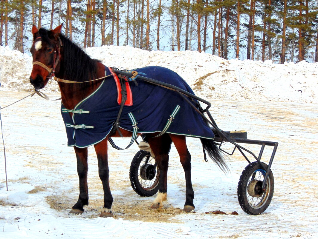 К соревнованиям готова. - nadyasilyuk Вознюк К соревнованиям готова. - nadyasilyuk Вознюк