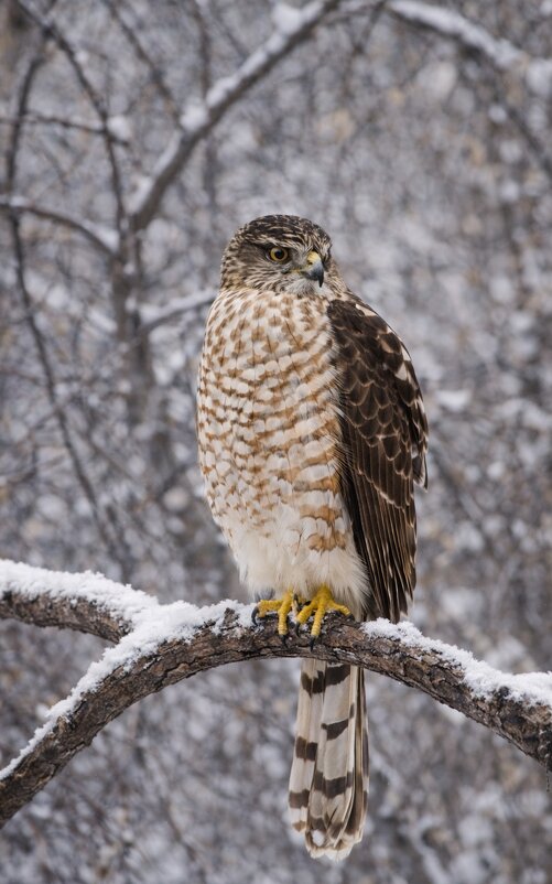 Ястреб- перепелятник - Евгений Анисимов