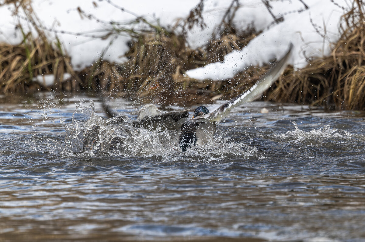 драка селезней. - юрий макаров драка селезней. - юрий макаров