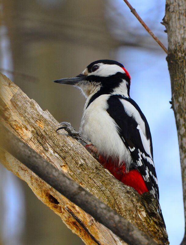 Дятел - Константин Анисимов Дятел - Константин Анисимов