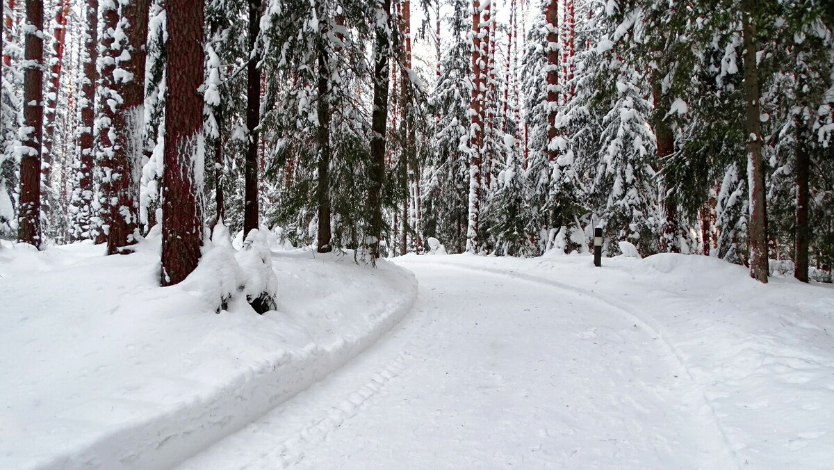 Зимний лес. - Милешкин Владимир Алексеевич 