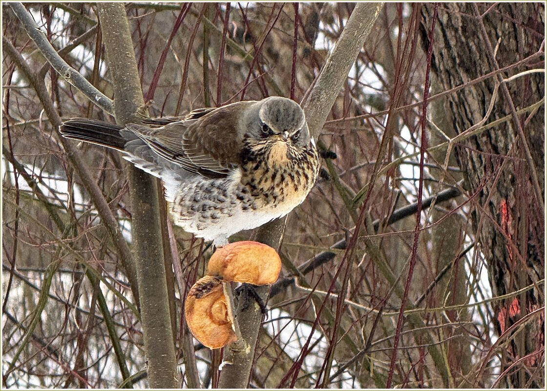 Дрозд. - Валерия Комова Дрозд. - Валерия Комова