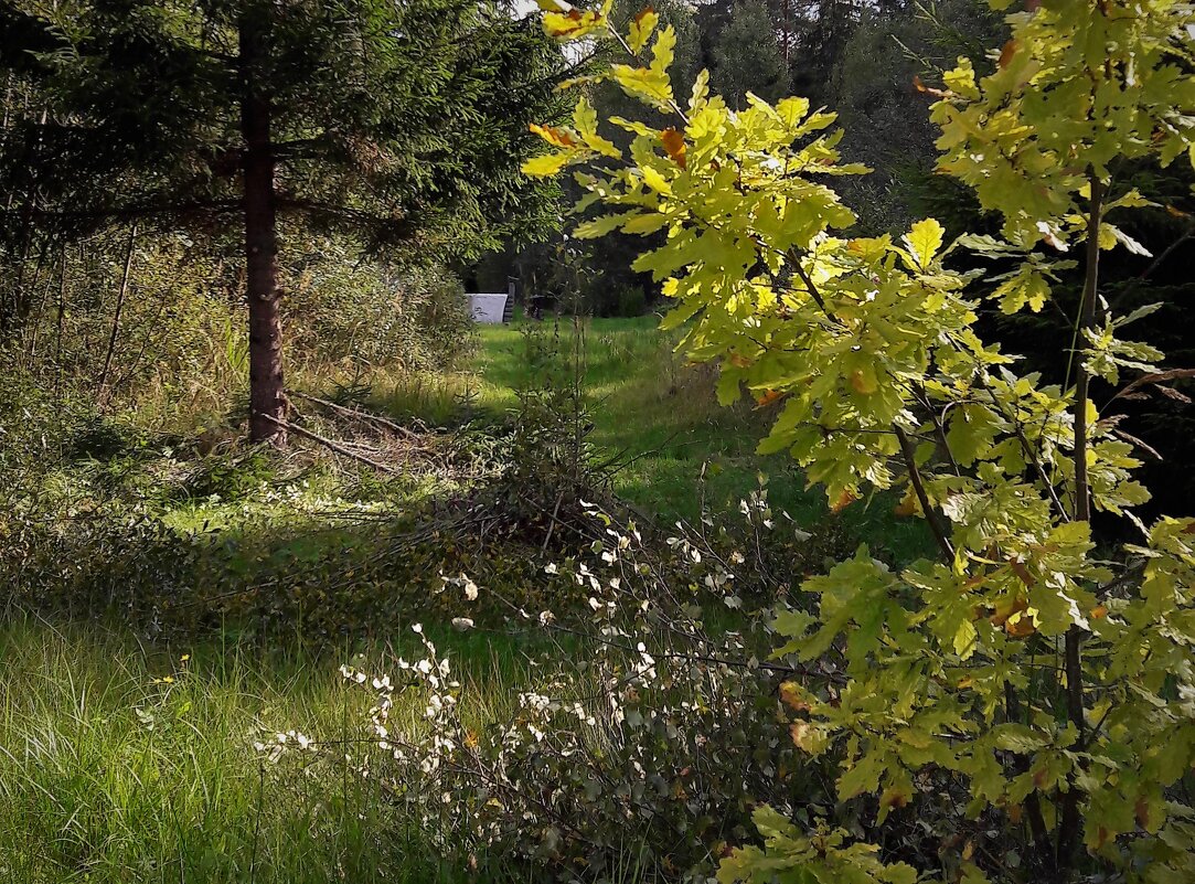 МОЛОДОЙ ДУБОК - Виктор Никитенко МОЛОДОЙ ДУБОК - Виктор Никитенко