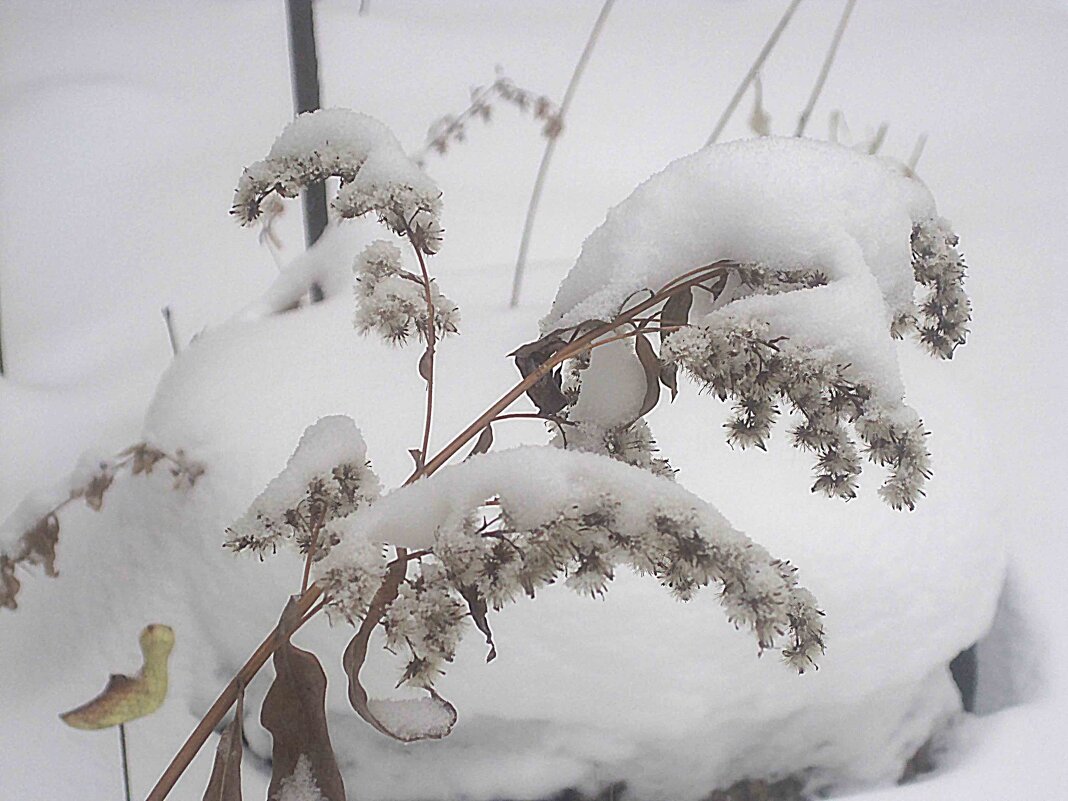 Зимнее - Елена Семигина