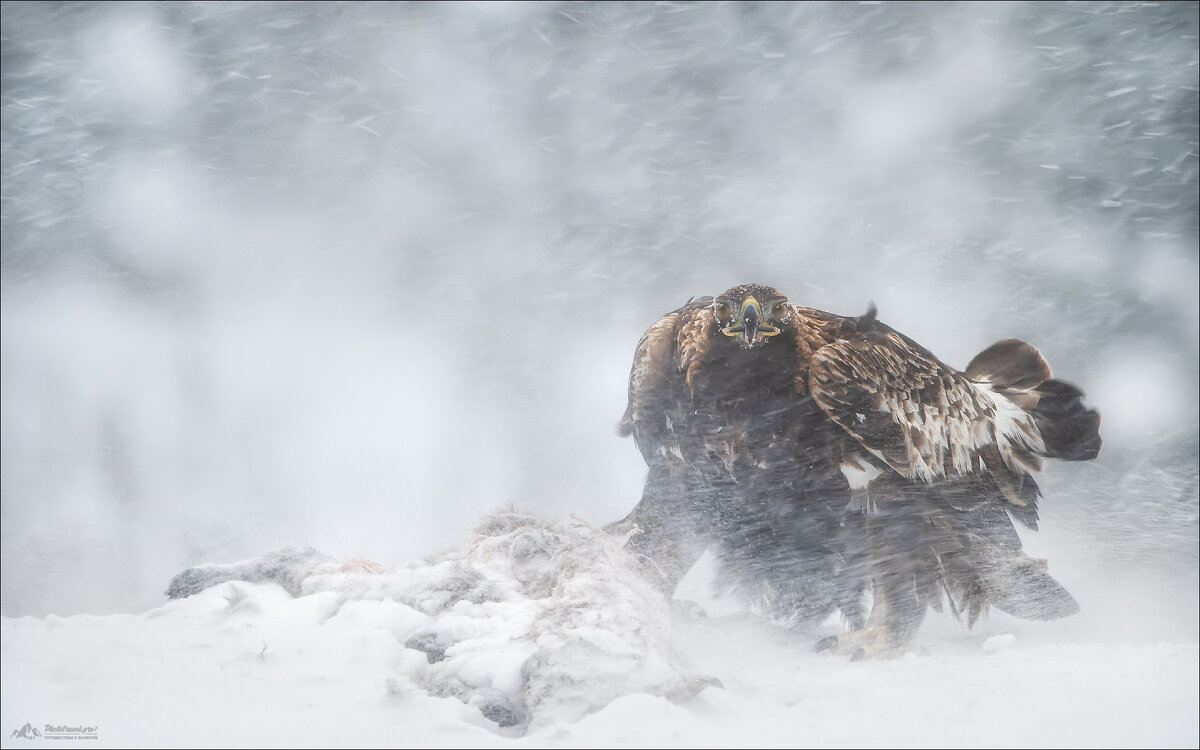 Метель .. - Влад Соколовский