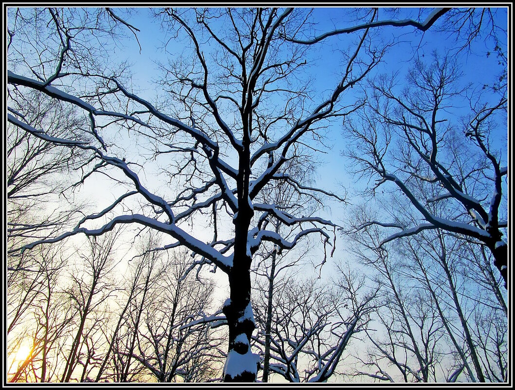 Графика зимы - Ольга Довженко Графика зимы - Ольга Довженко
