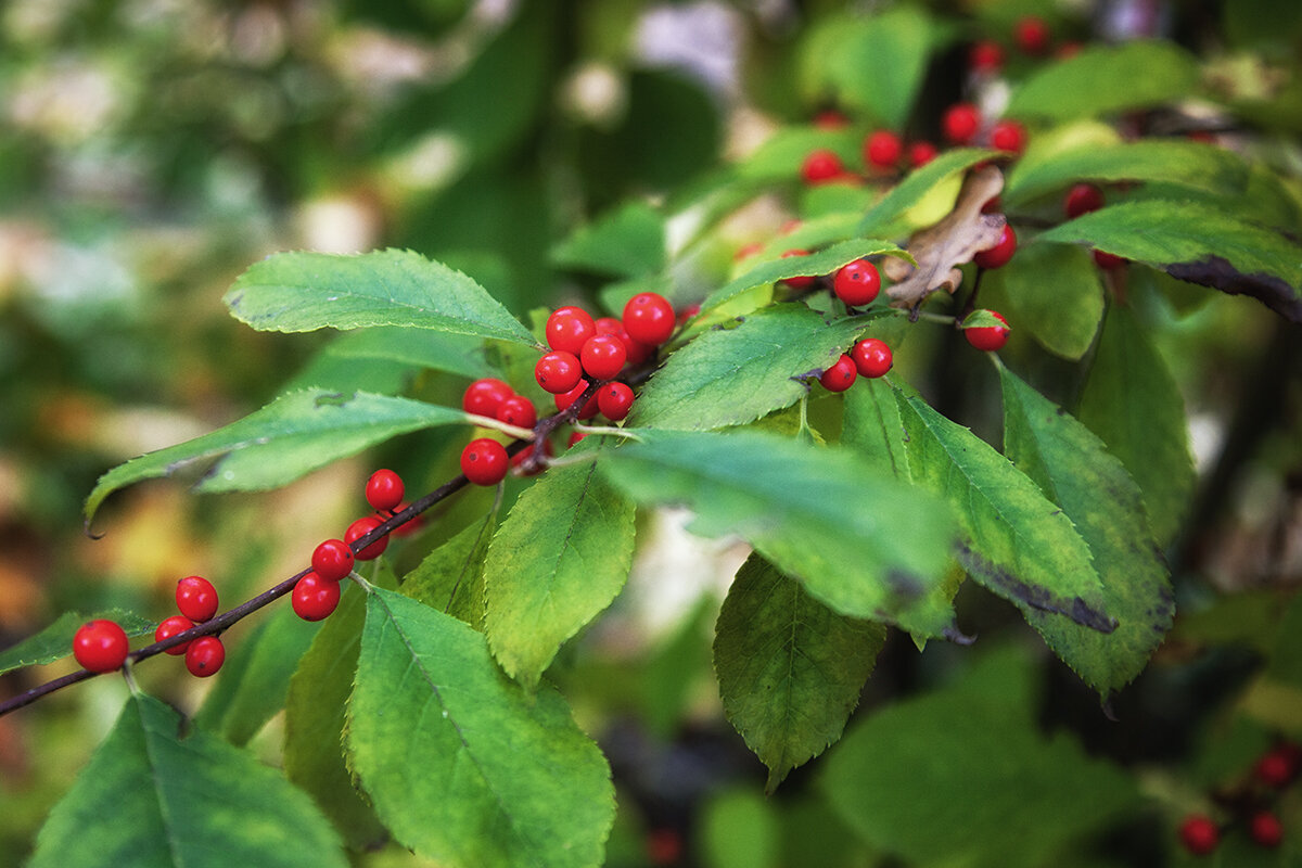 Яркие капли осени. - Лилия * Яркие капли осени. - Лилия *