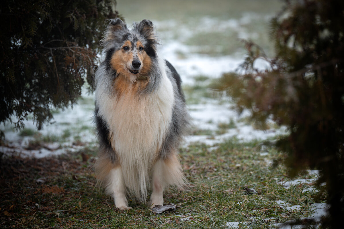 Долли - Referee (Дмитрий)