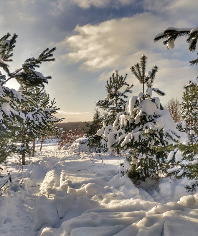 ёлочки в зимнем уборе - Валентина. .
