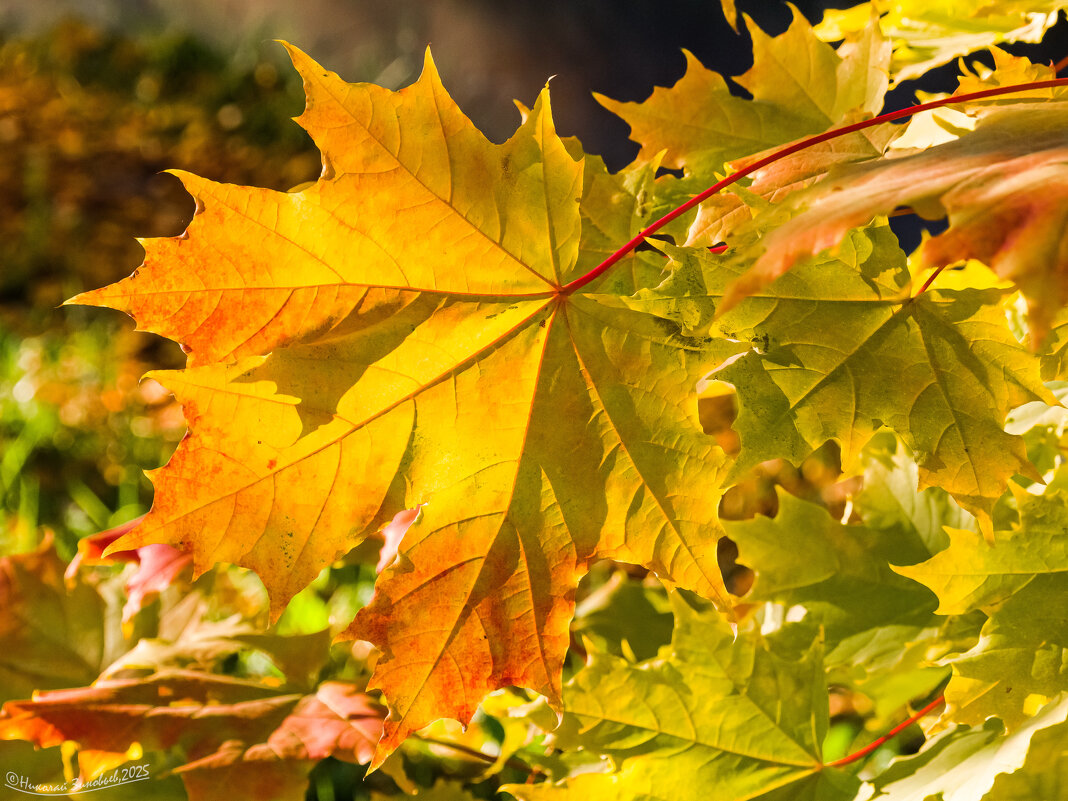 Кленовый листик напросвет - Николай Зиновьев