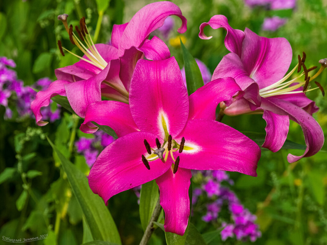 Яркая лилия - Николай Зиновьев