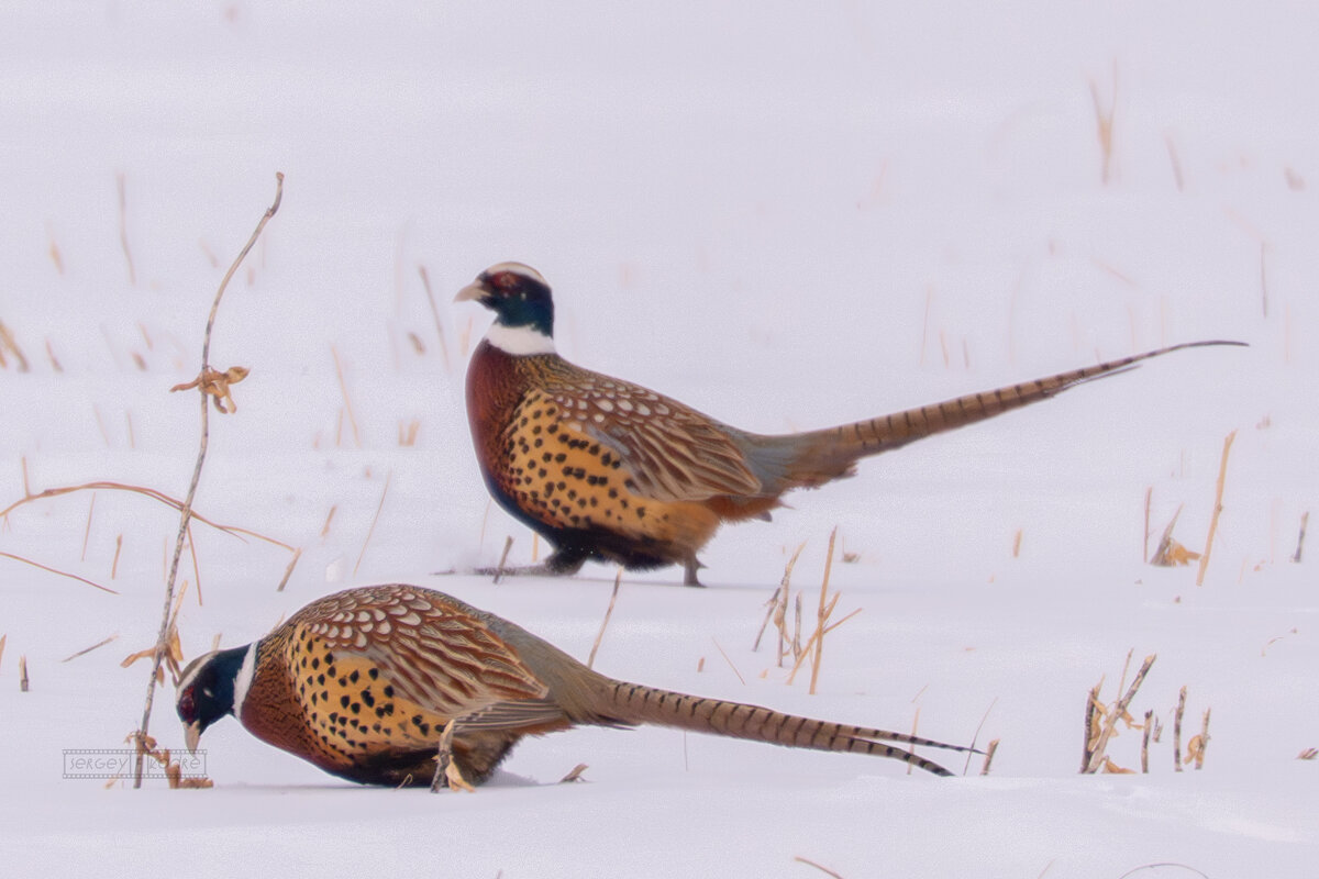 3 - Сергей Флетчер