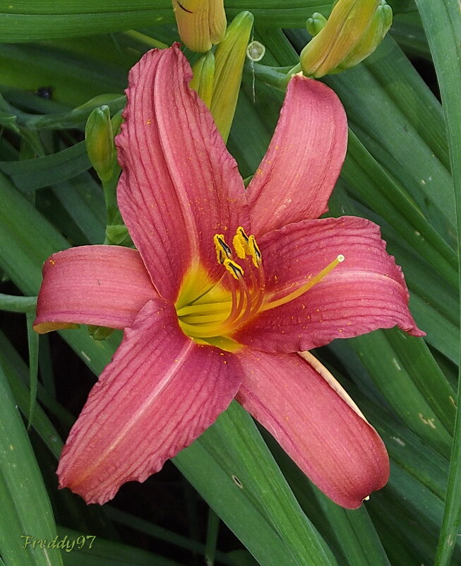 Лилейник - Freddy 97