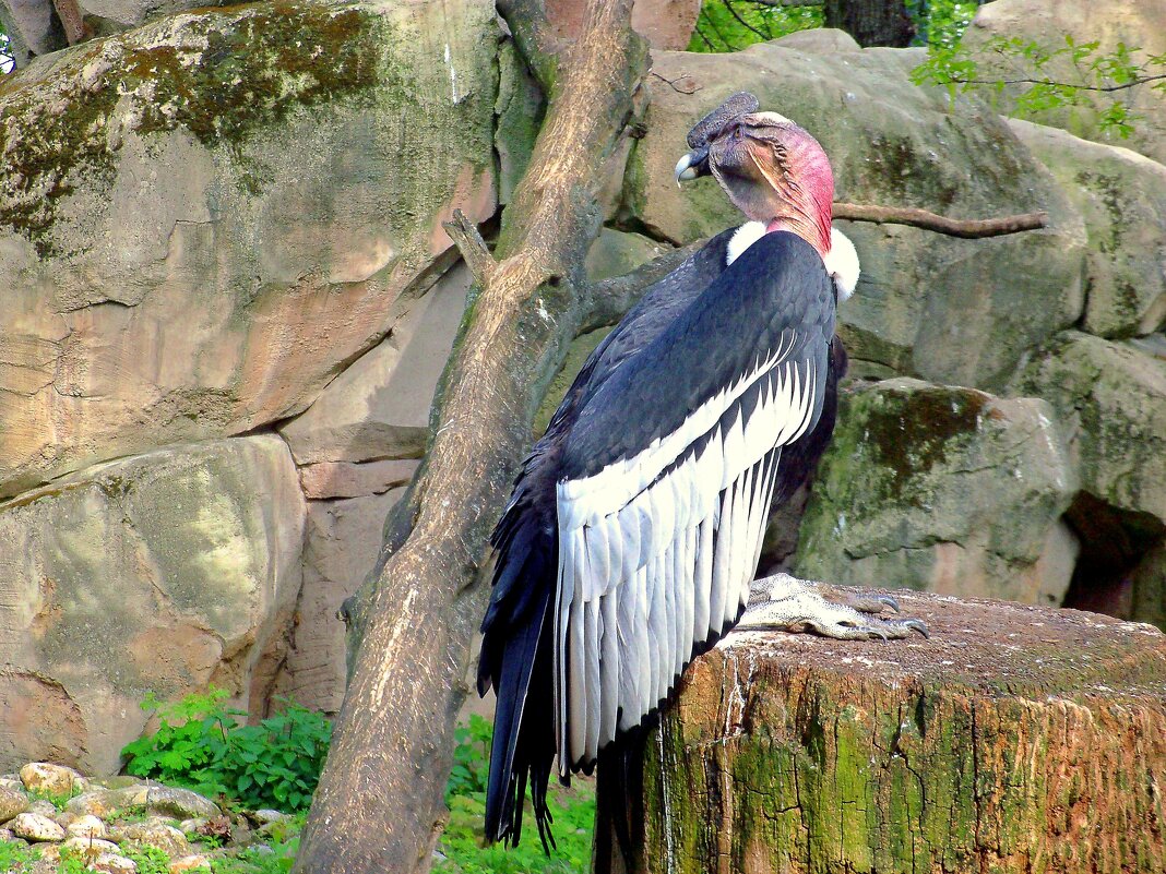 Андский кондор - Сергей Карачин Андский кондор - Сергей Карачин