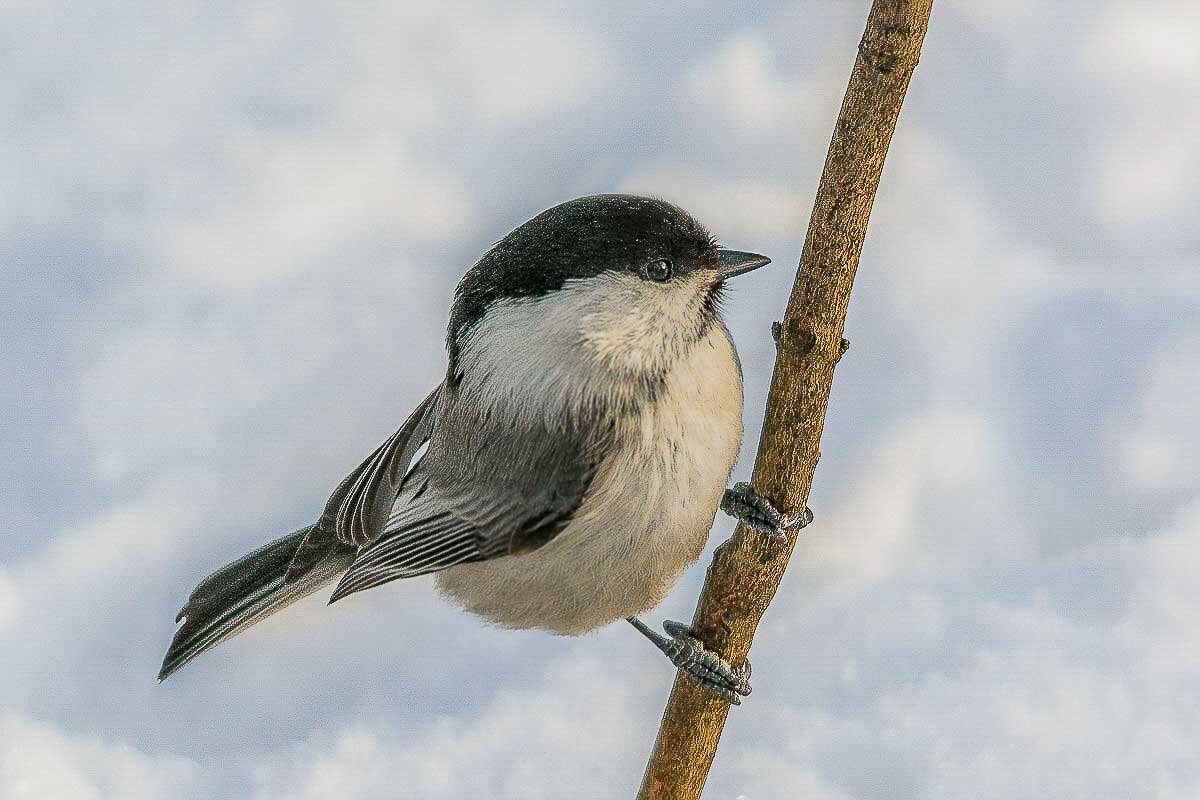 Гаичка. - Nikolay Lovec