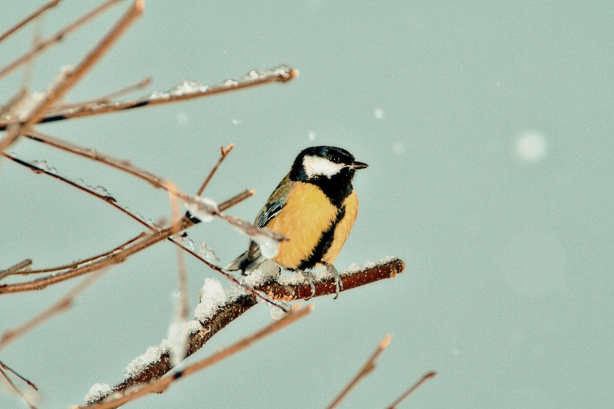 Синица. - евгений Синица. - евгений