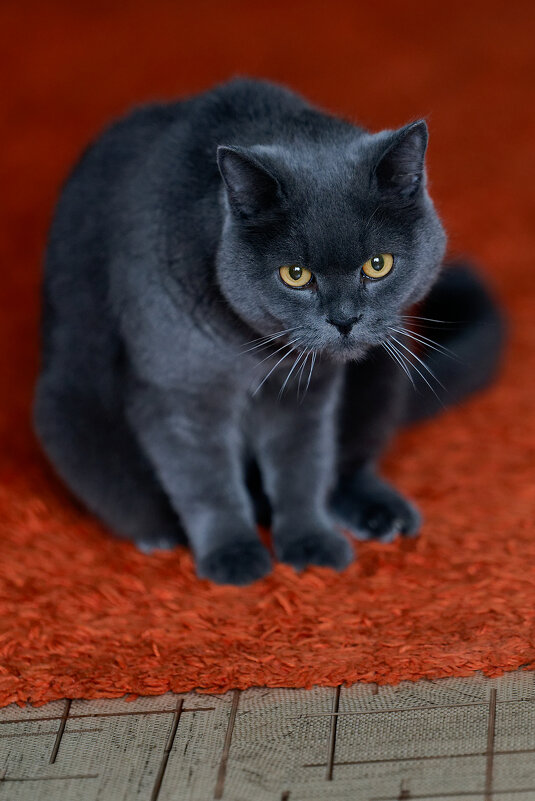 Степан - Вячеслав Алтай