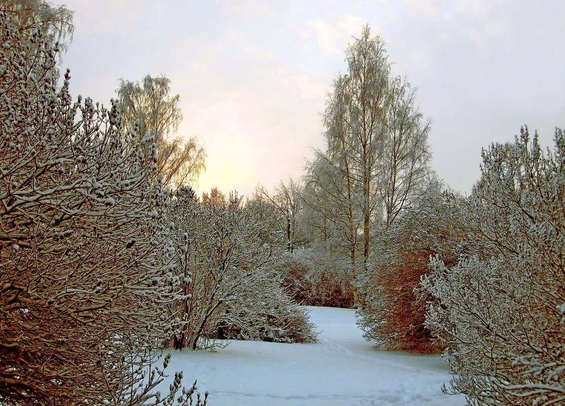 Зимняя природа - VasiLina *