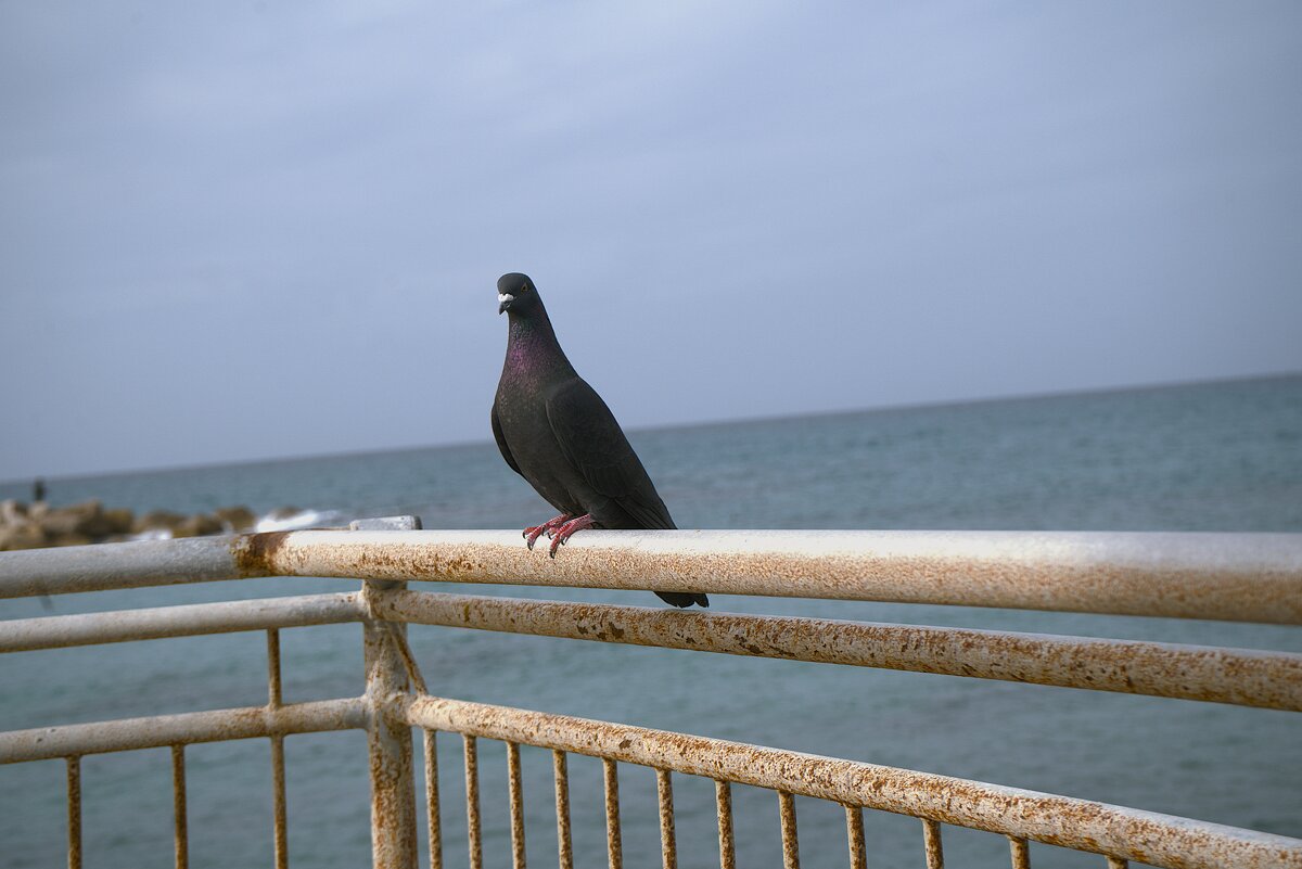 Израиль * Хайфа* Бат Галим. 27.1.2026 - ujgcvbif 