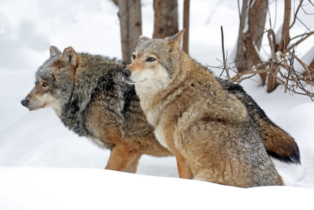 29 января волки в зоопарке - Михаил Бибичков