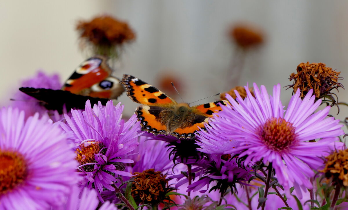 опять про бабочек...366 - Александр Прокудин