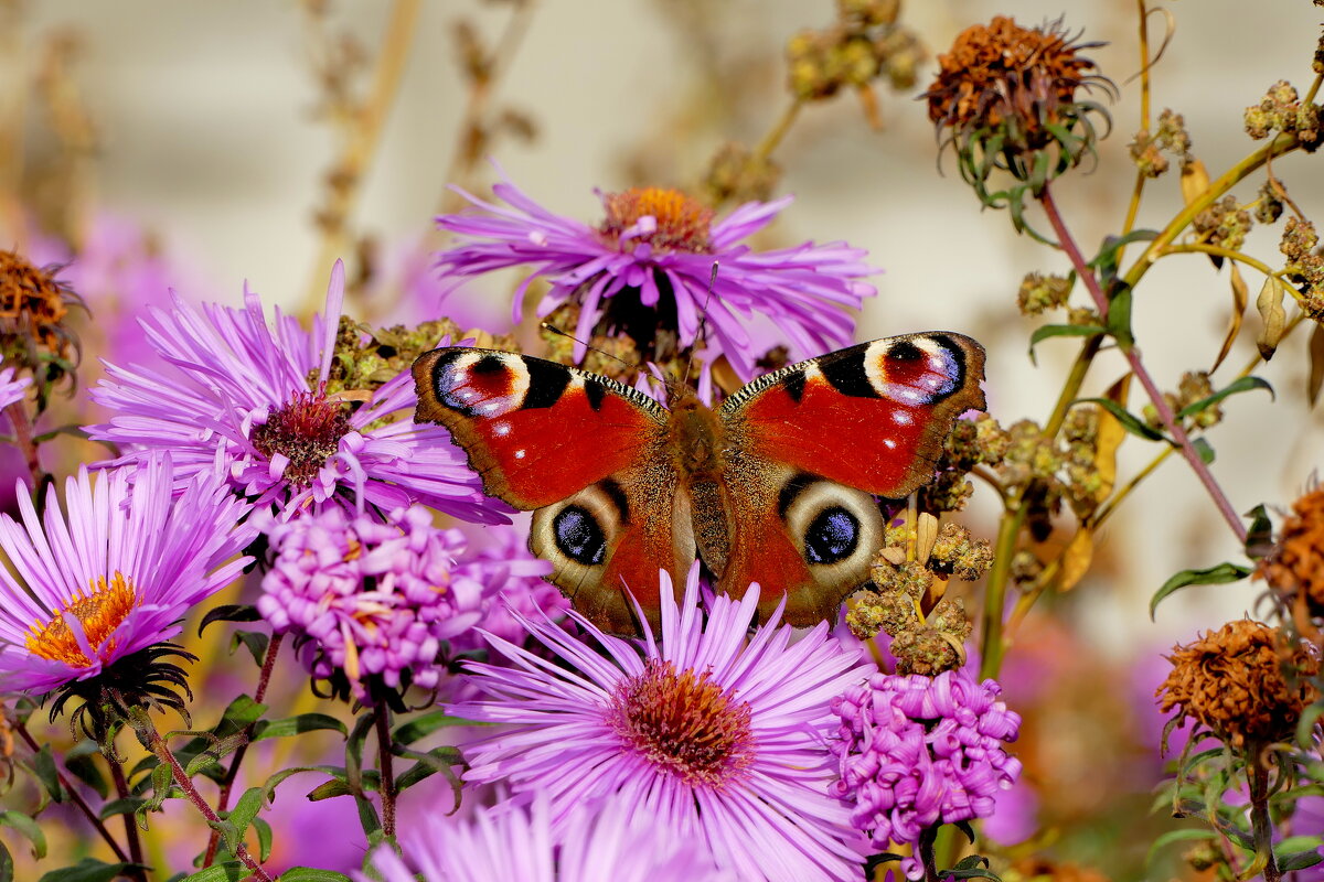 опять про бабочек...368 - Александр Прокудин