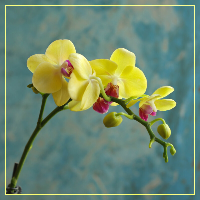 Моя коллекция орхидей - Irene Irene