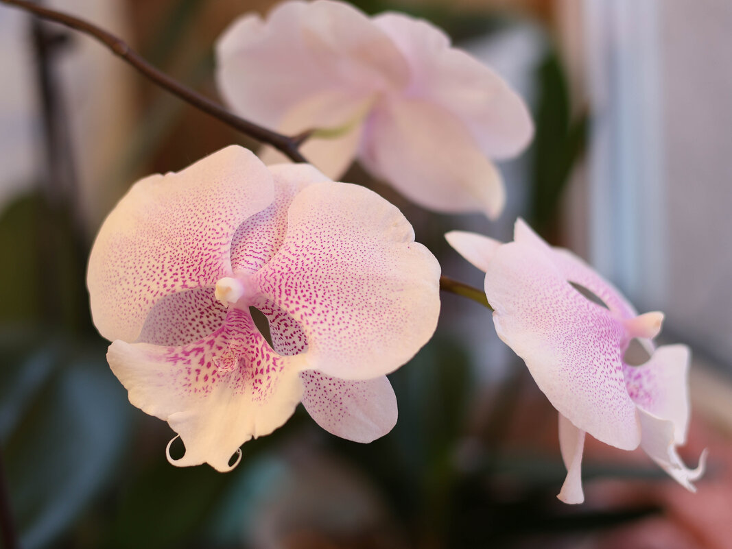 Моя коллекция орхидей - Irene Irene