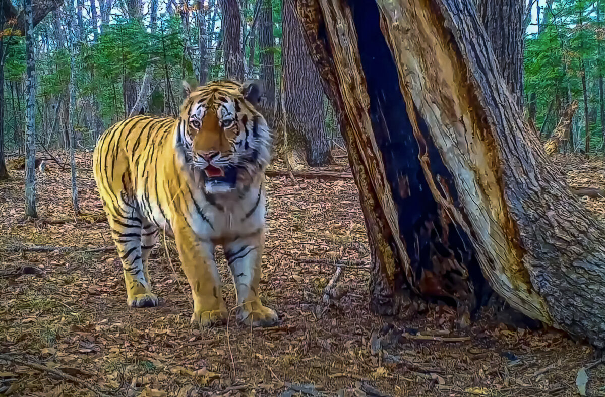 Амурский тигр - Aleksey Afonin