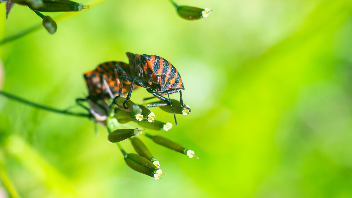 Полосатый  клоп - Владимир Лазарев