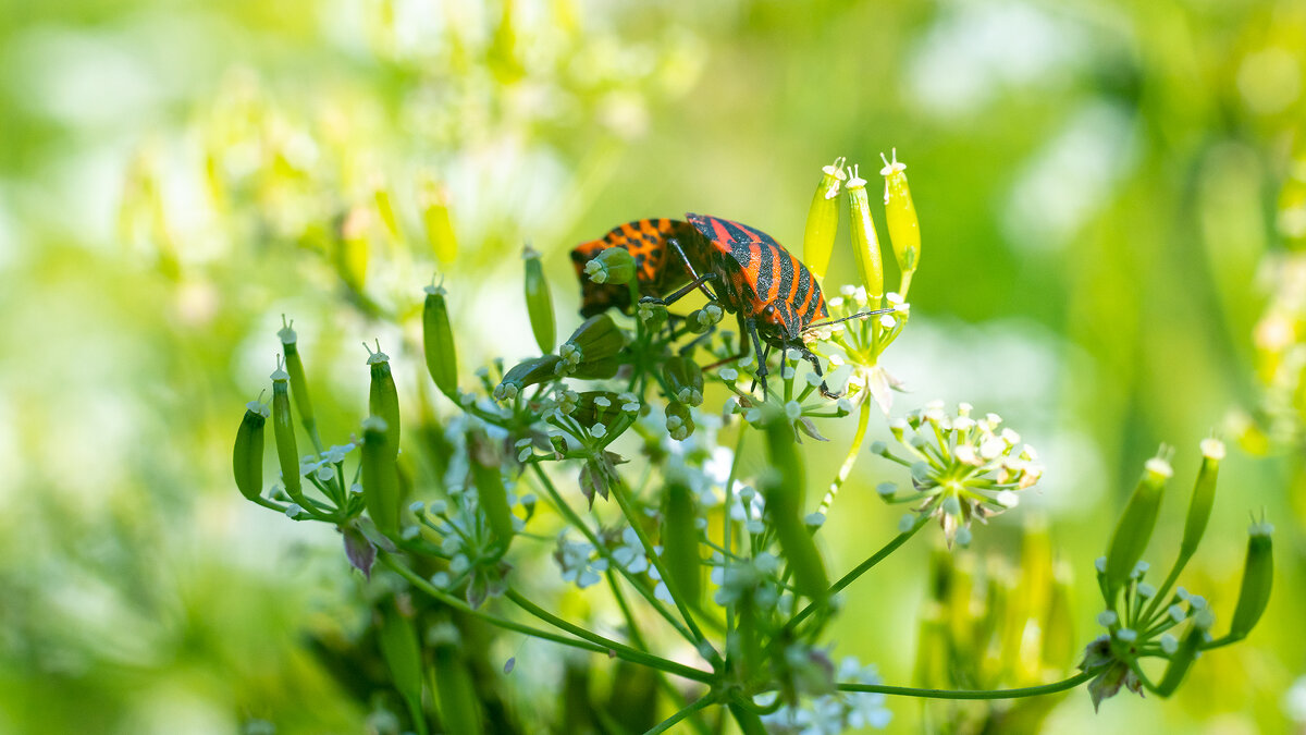 Полосатики - Владимир Лазарев