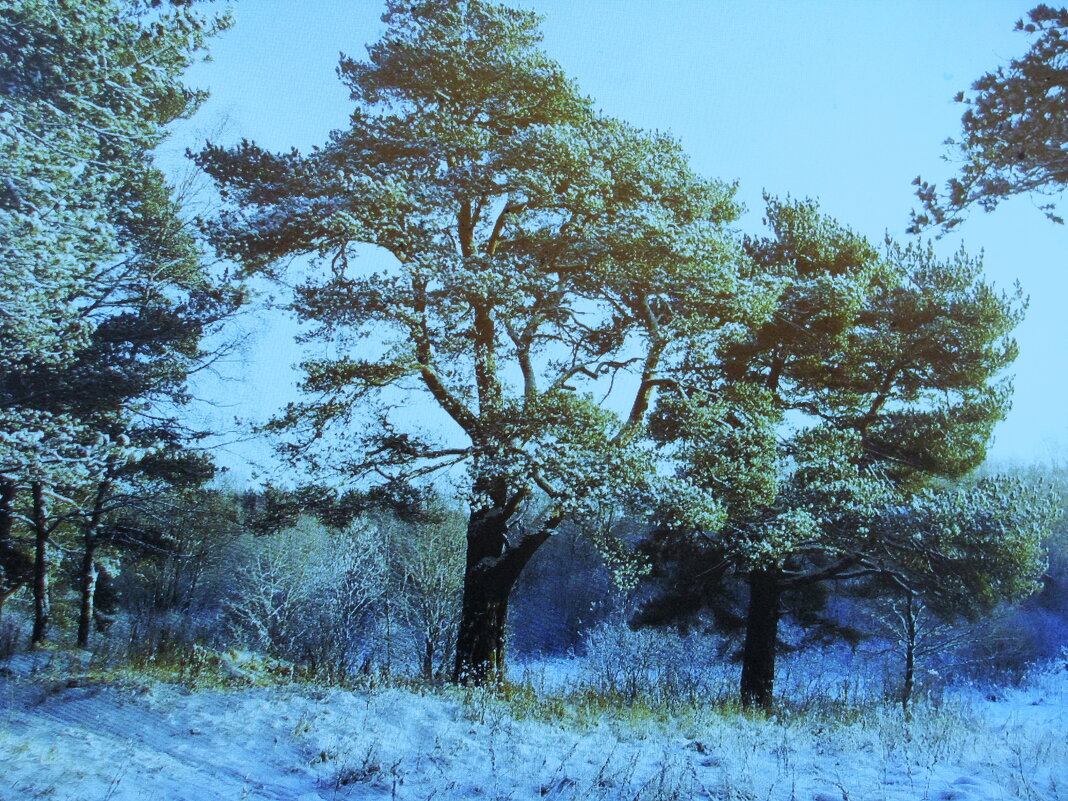 Зимние сосны - Людмила Смородинская