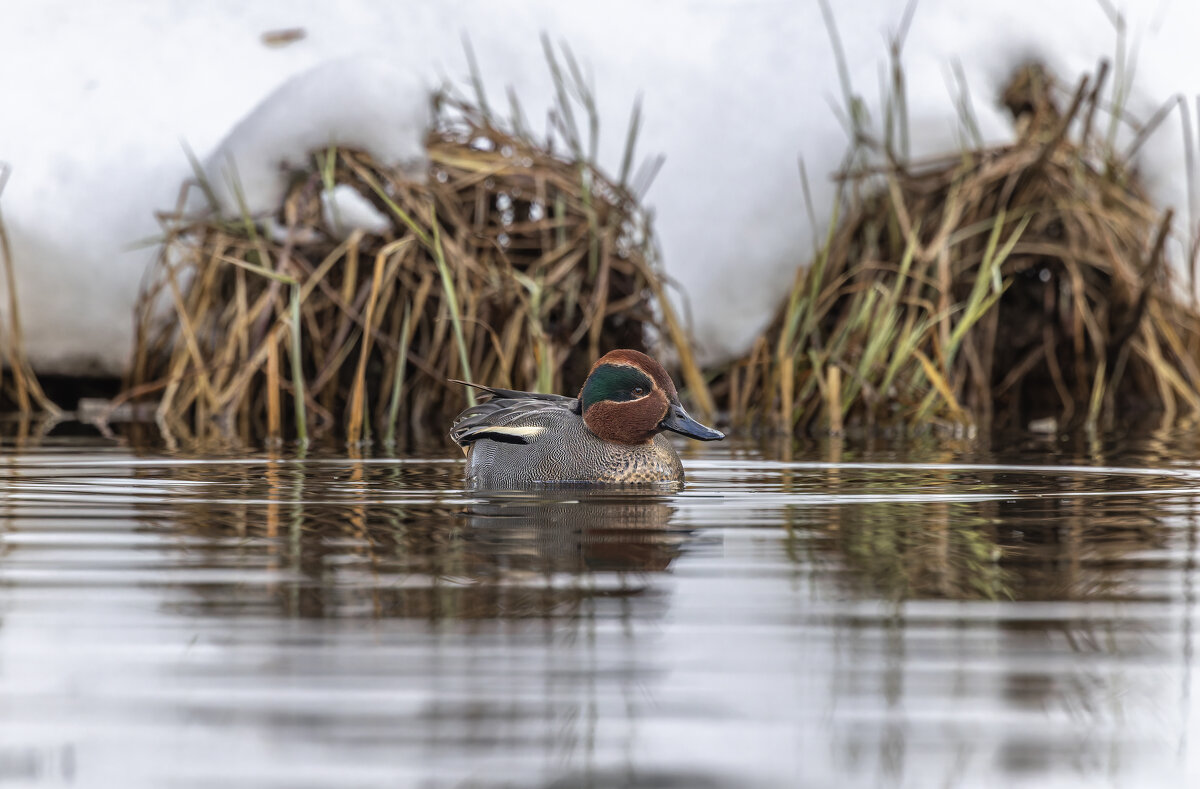 чирок свистунок - юрий макаров