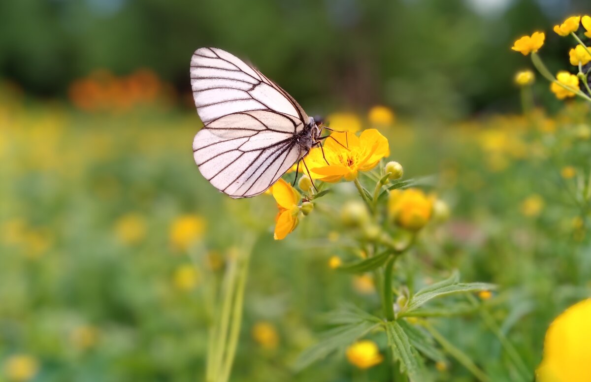 .. - Сергей Соколкин.