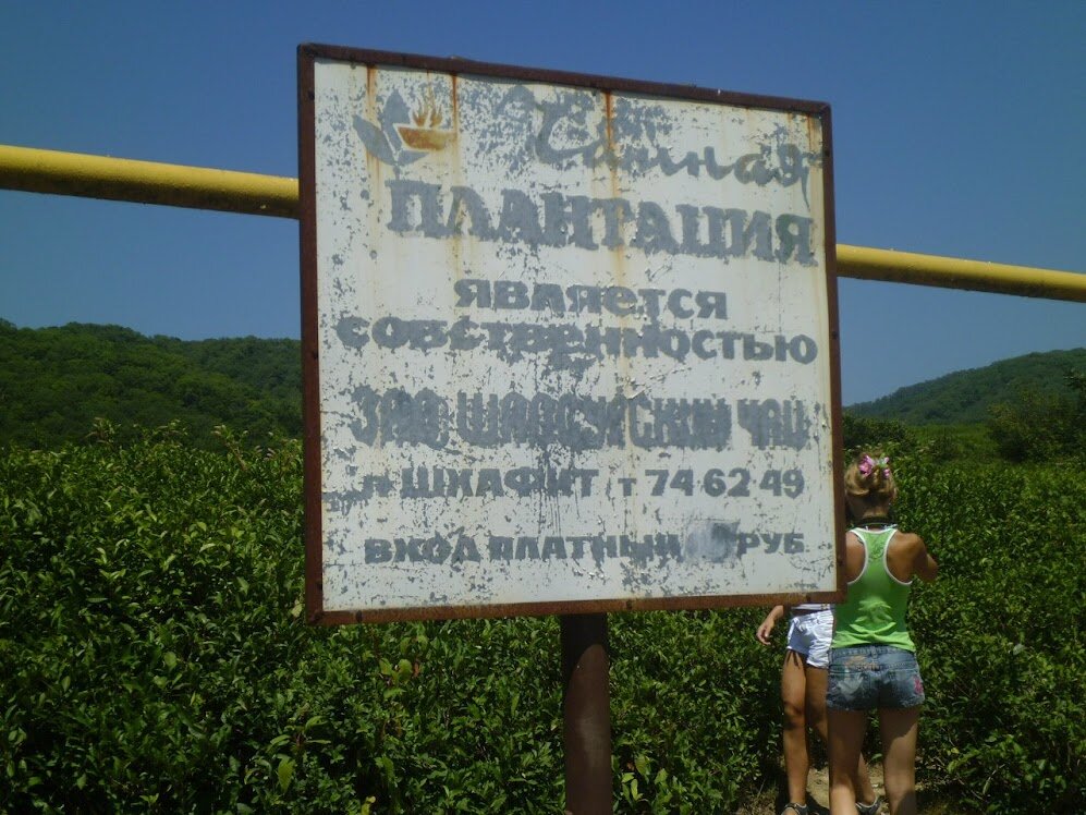 Неожиданный Сочи: чайные плантации - Serega SchütZ